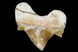 Pathological Shark (Otodus)Tooth - Morocco #108270-1